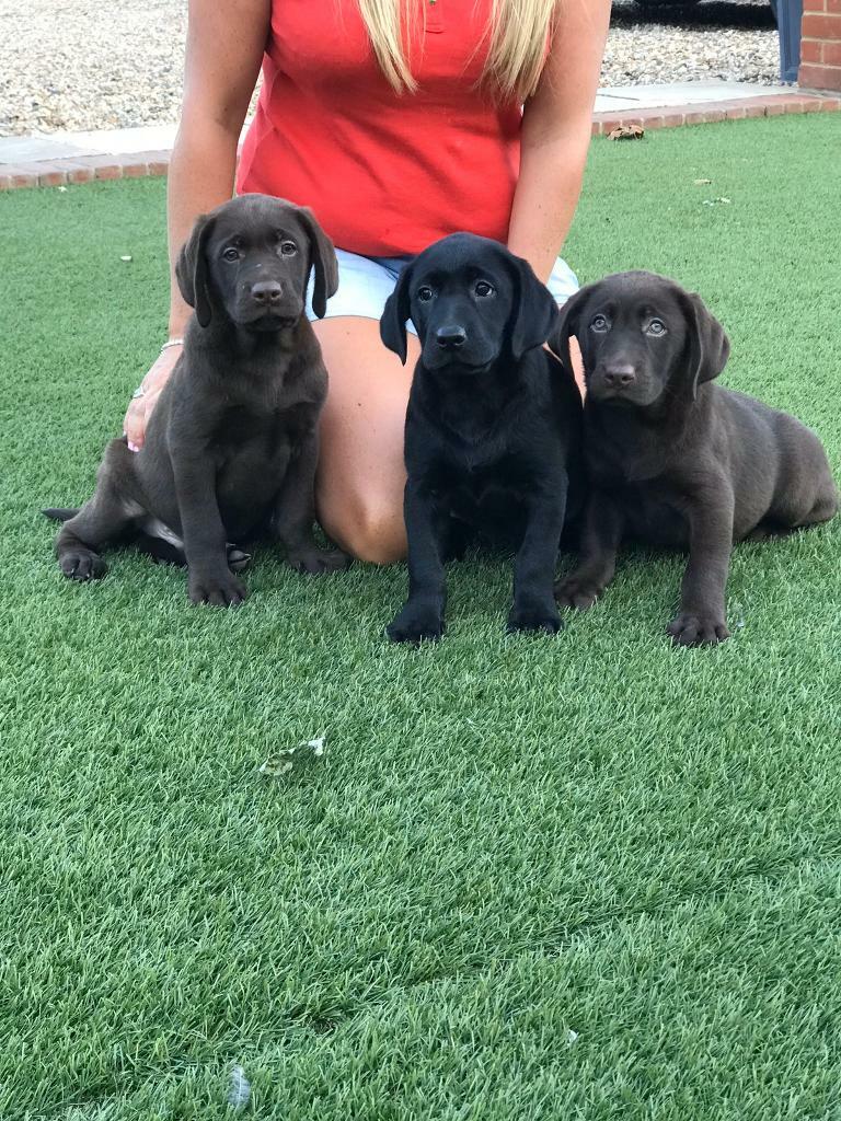 gumtree black labrador puppies